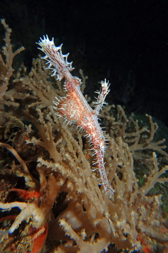 Gefiederter Geisterpfeifenfisch beim Muck-Tauchen in der Lembeh Strait