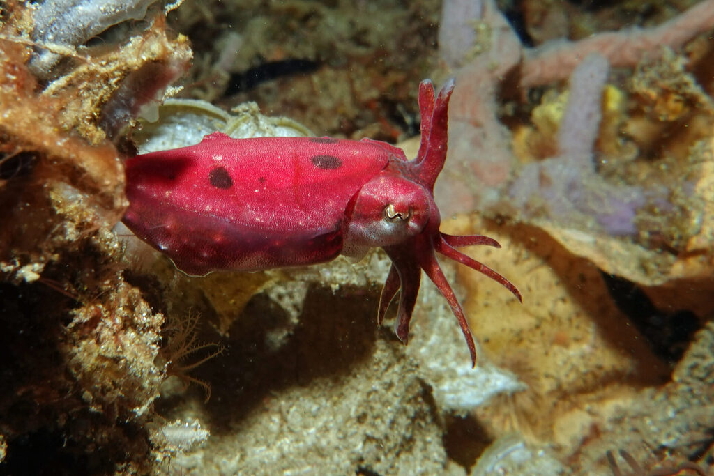 White-Sands_Lembeh_Sulawesi_dsc03040
