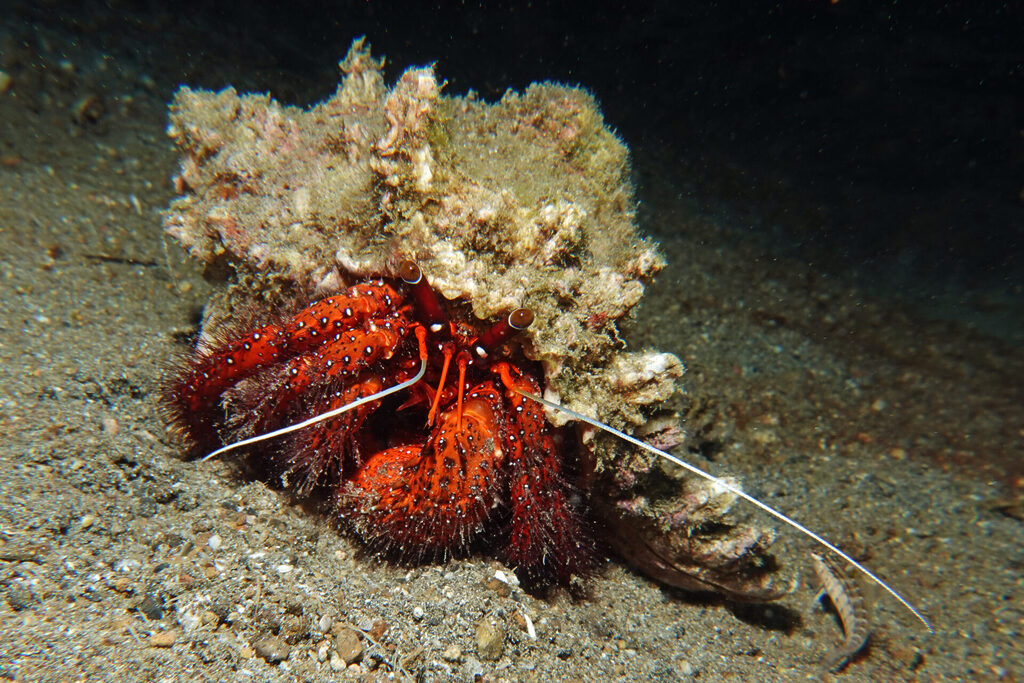 White-Sands_Lembeh_Sulawesi_dsc03041