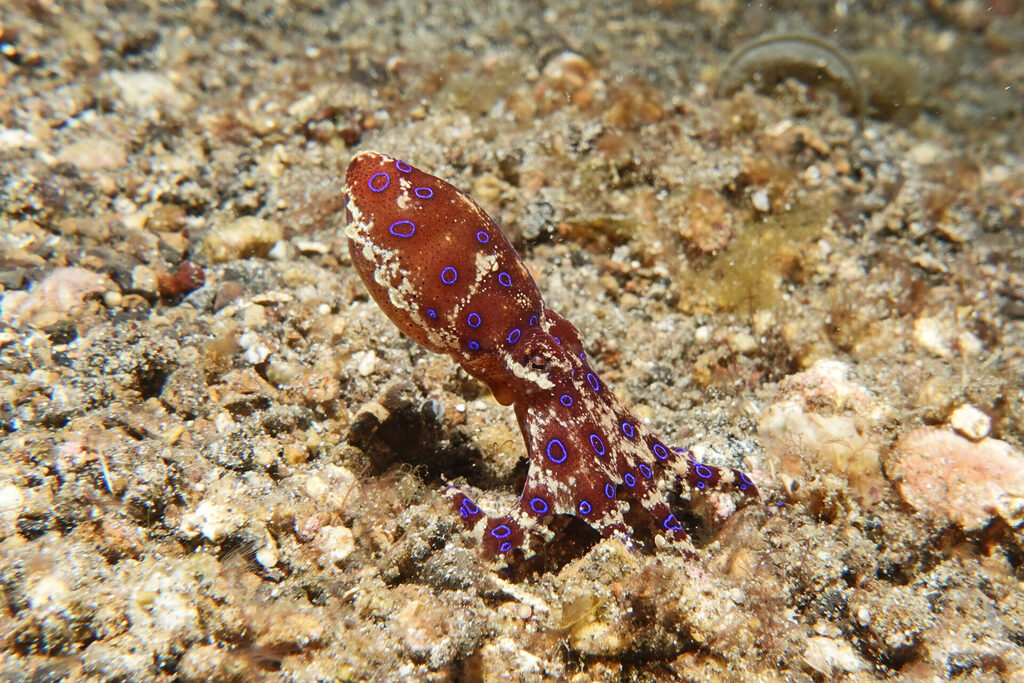 Blauringkrake, oder auch Blauringoktopus, beim Muck-Tauchen in der Lembeh Strait