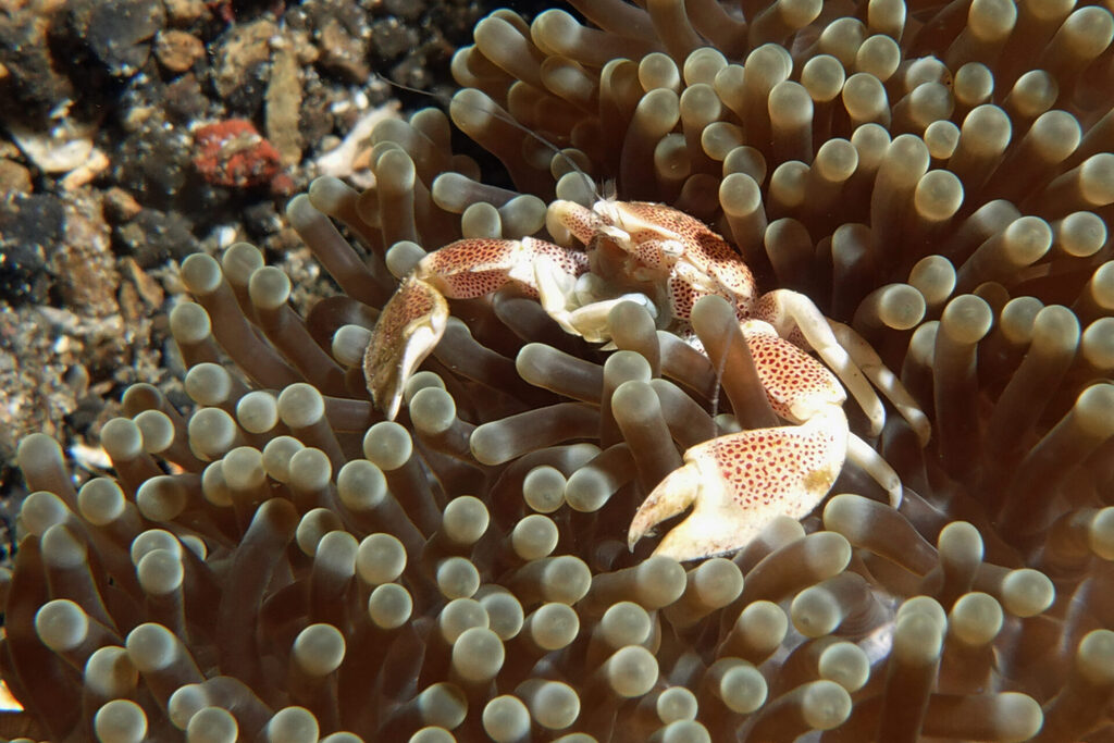 White-Sands_Lembeh_Sulawesi_dsc03075