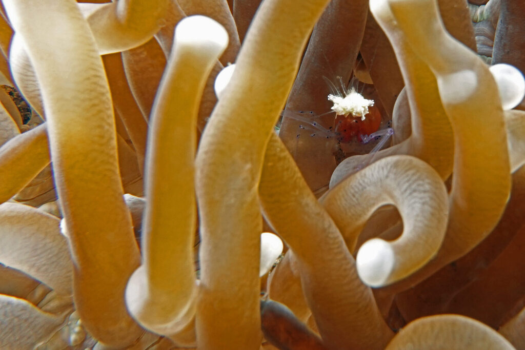 White-Sands_Lembeh_Sulawesi_dsc03082