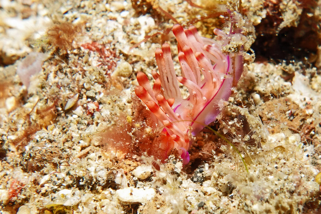 White-Sands_Lembeh_Sulawesi_dsc03088 Nacktschnecke beim Muck-Diving in der Straße von Lembeh