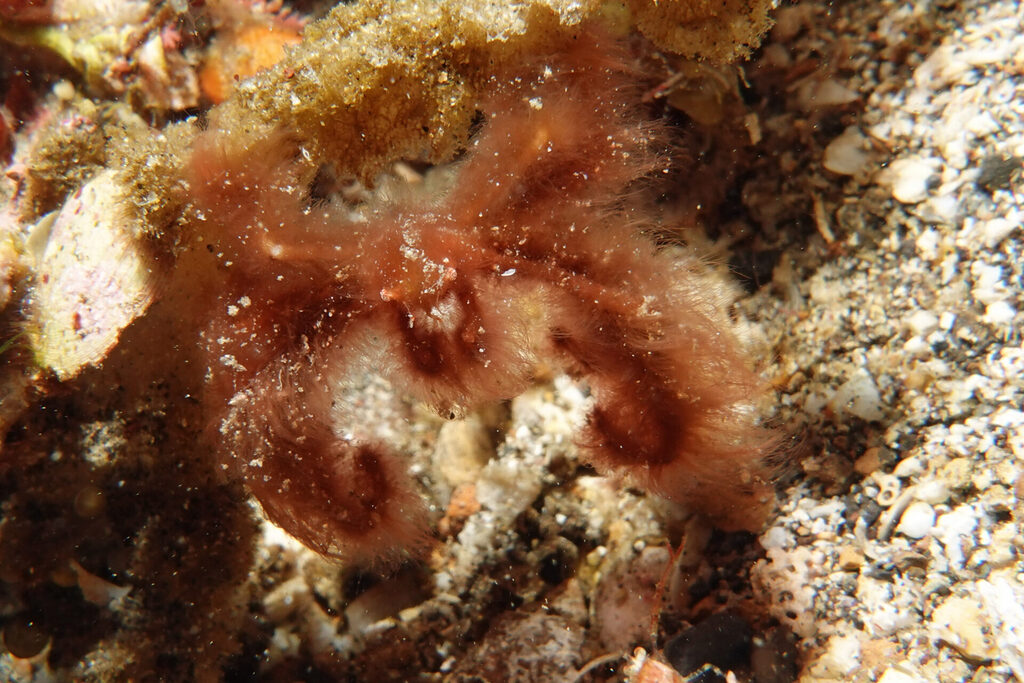 White-Sands_Lembeh_Sulawesi_dsc03091