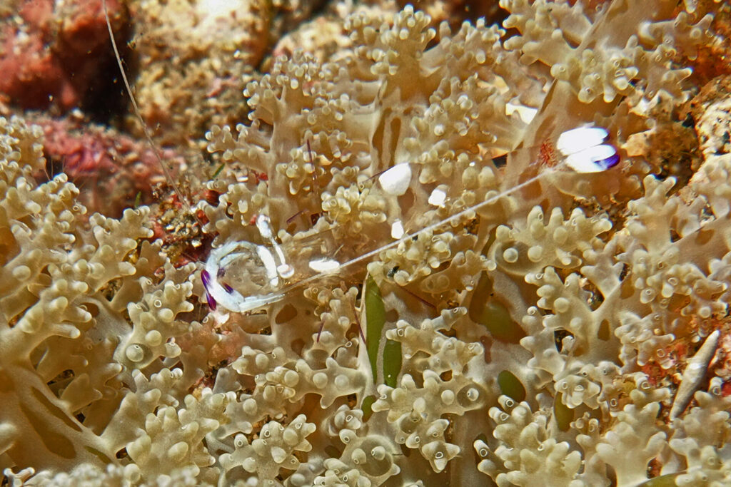 White-Sands_Lembeh_Sulawesi_dsc03101