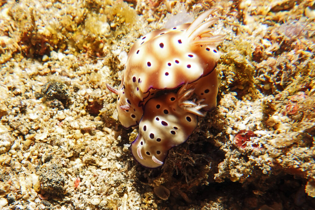 White-Sands_Lembeh_Sulawesi_dsc03103