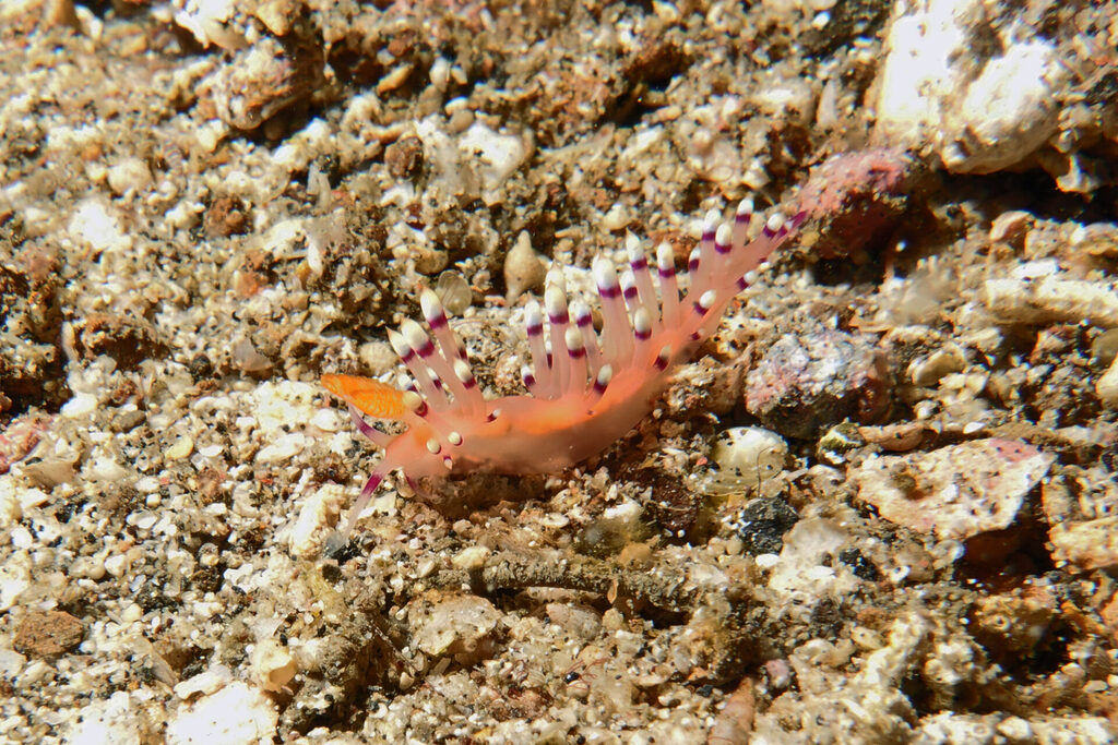 White-Sands_Lembeh_Sulawesi_dsc03104