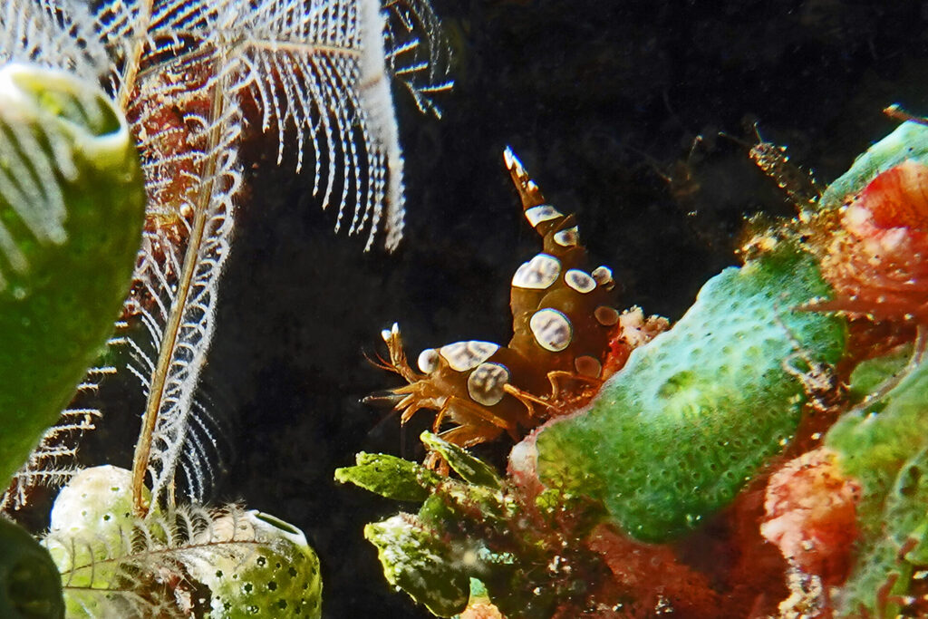 White-Sands_Lembeh_Sulawesi_dsc03120