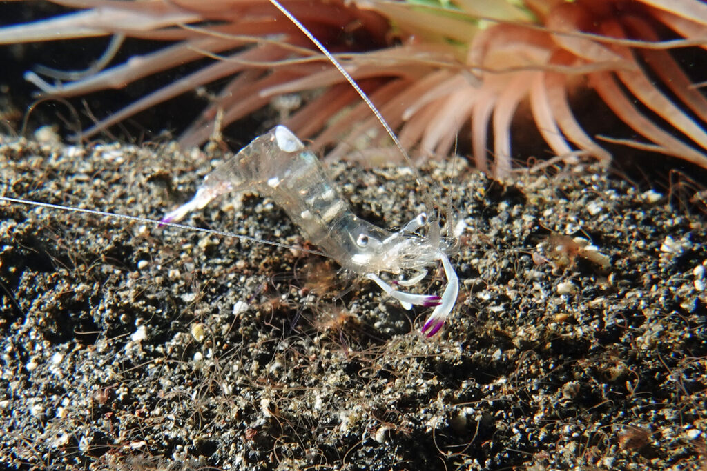 White-Sands_Lembeh_Sulawesi_dsc03132