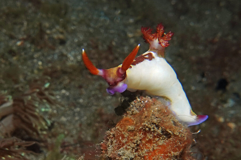 Nacktschnecke beim Muck-Diving in der Straße von Lembeh