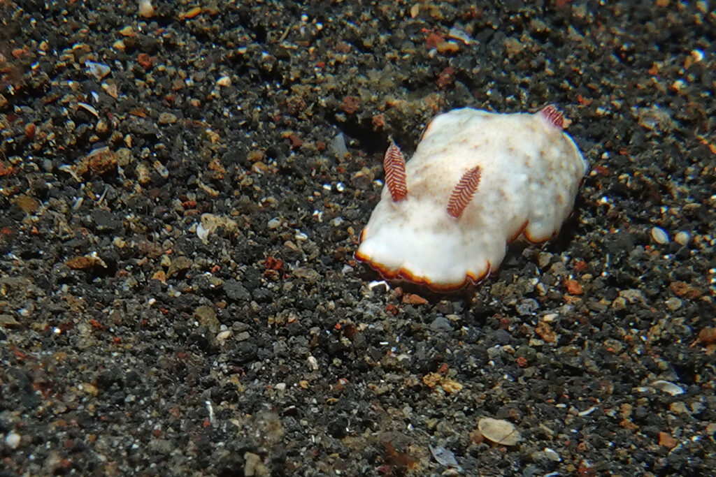 White-Sands_Lembeh_Sulawesi_dsc03155
