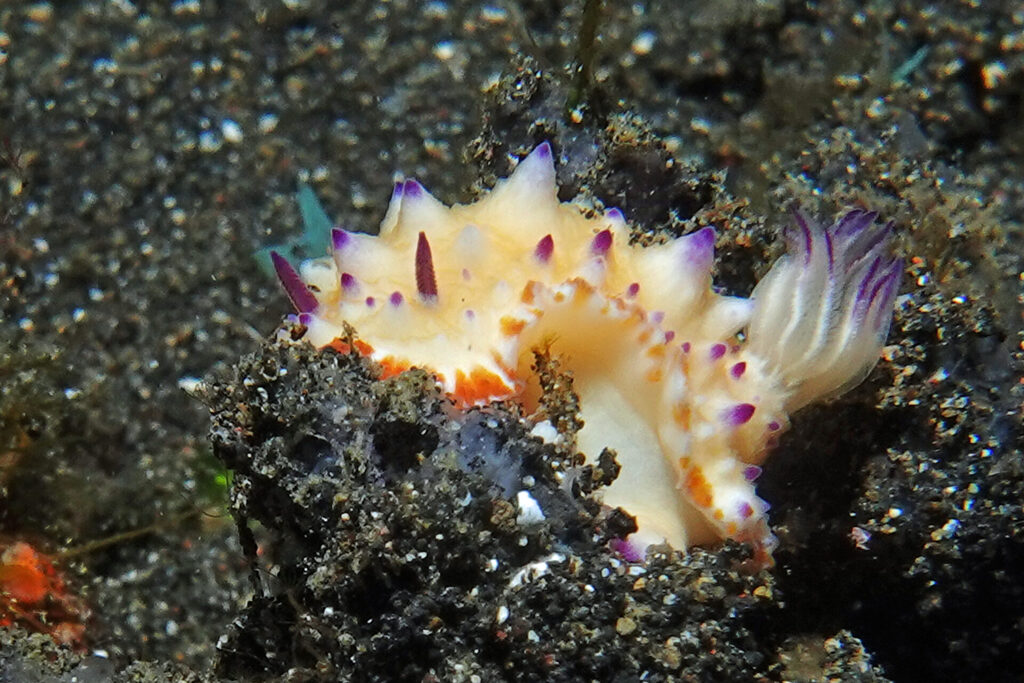 Nacktschnecke beim Muck-Diving in der Straße von Lembeh
