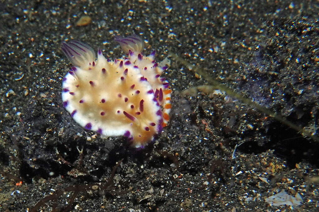 White-Sands_Lembeh_Sulawesi_dsc03158