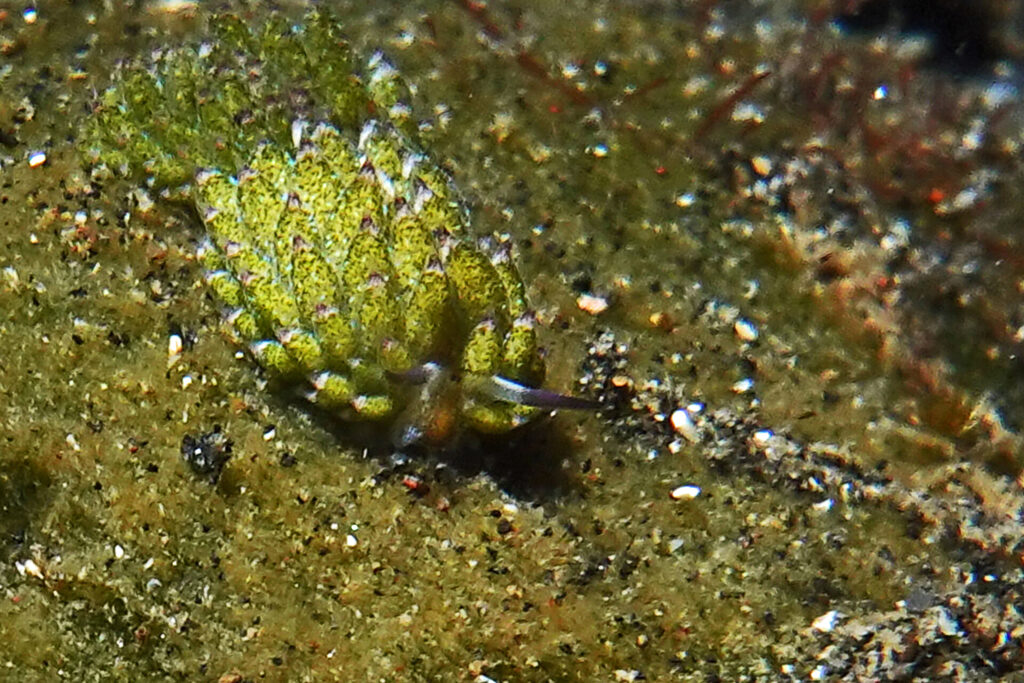 Die Meeresnacktschnecke Shaun, das Schaf, beim Muck-Tauchen in der Straße von Lembeh in Sulawesi