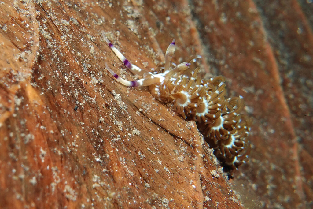 White-Sands_Lembeh_Sulawesi_dsc03172