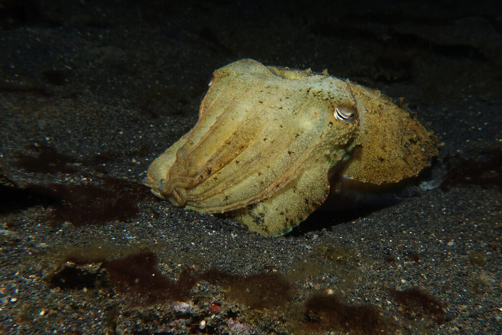 White-Sands_Lembeh_Sulawesi_dsc03177