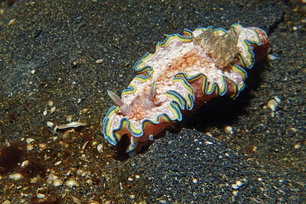 Nacktschnecken beim Muck-Diving in Lembeh