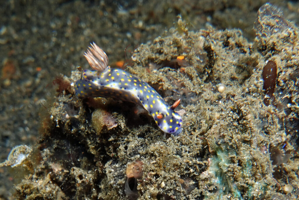 White-Sands_Lembeh_Sulawesi_dsc03185