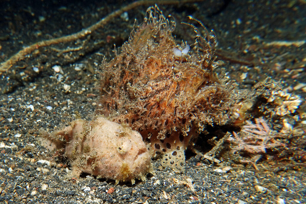 White-Sands_Lembeh_Sulawesi_dsc03187