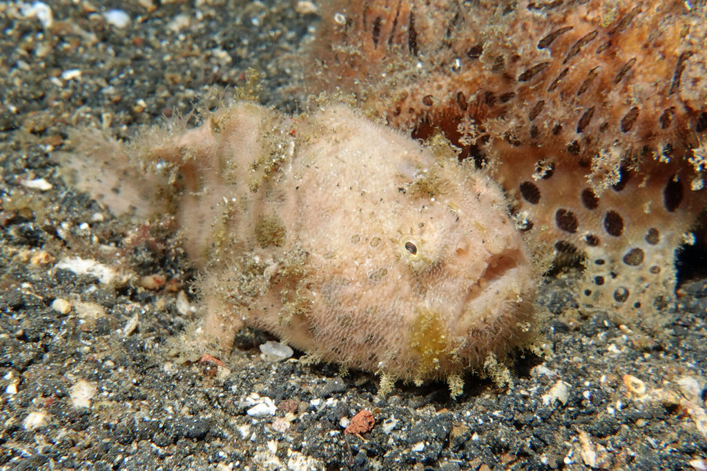 White-Sands_Lembeh_Sulawesi_dsc03188