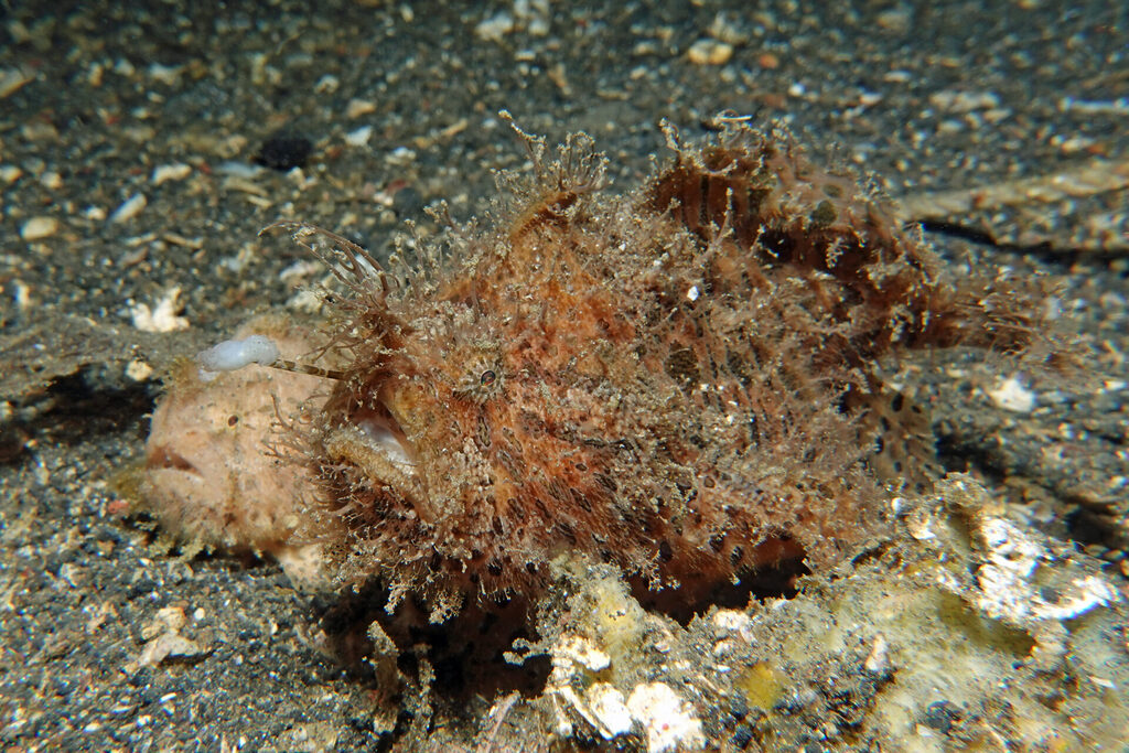 Anglerfische beim Muck-Tauchen in Lem beh: haariger Anglerfisch (hairy frogfish)