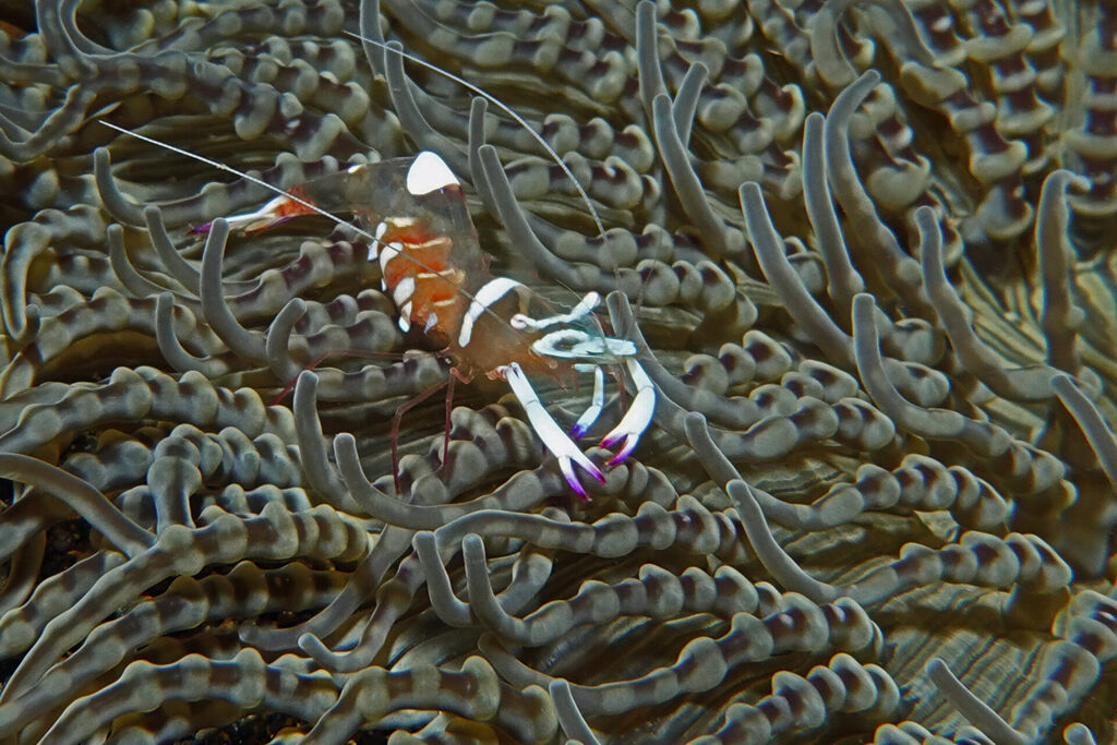 White-Sands_Lembeh_Sulawesi_dsc03193
