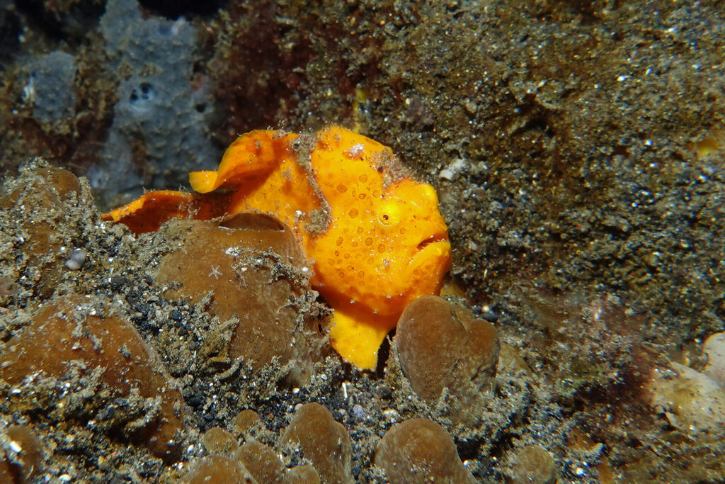 White-Sands_Lembeh_Sulawesi_dsc03197