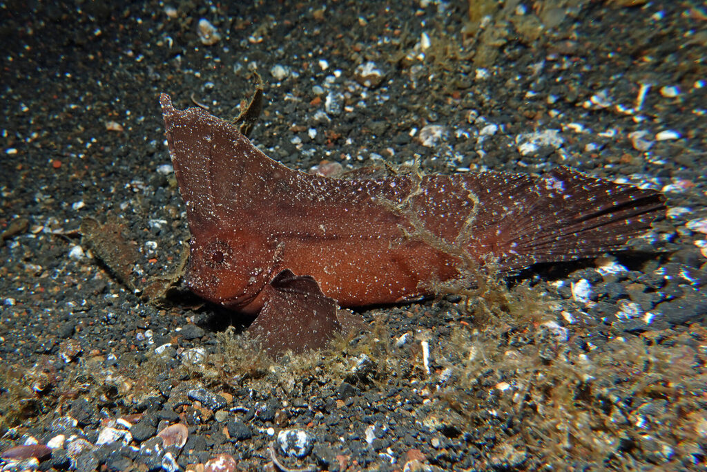 White-Sands_Lembeh_Sulawesi_dsc03200