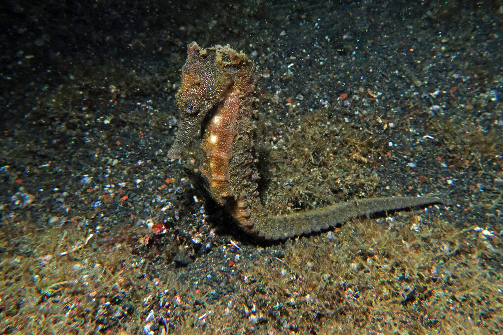 White-Sands_Lembeh_Sulawesi_dsc03202