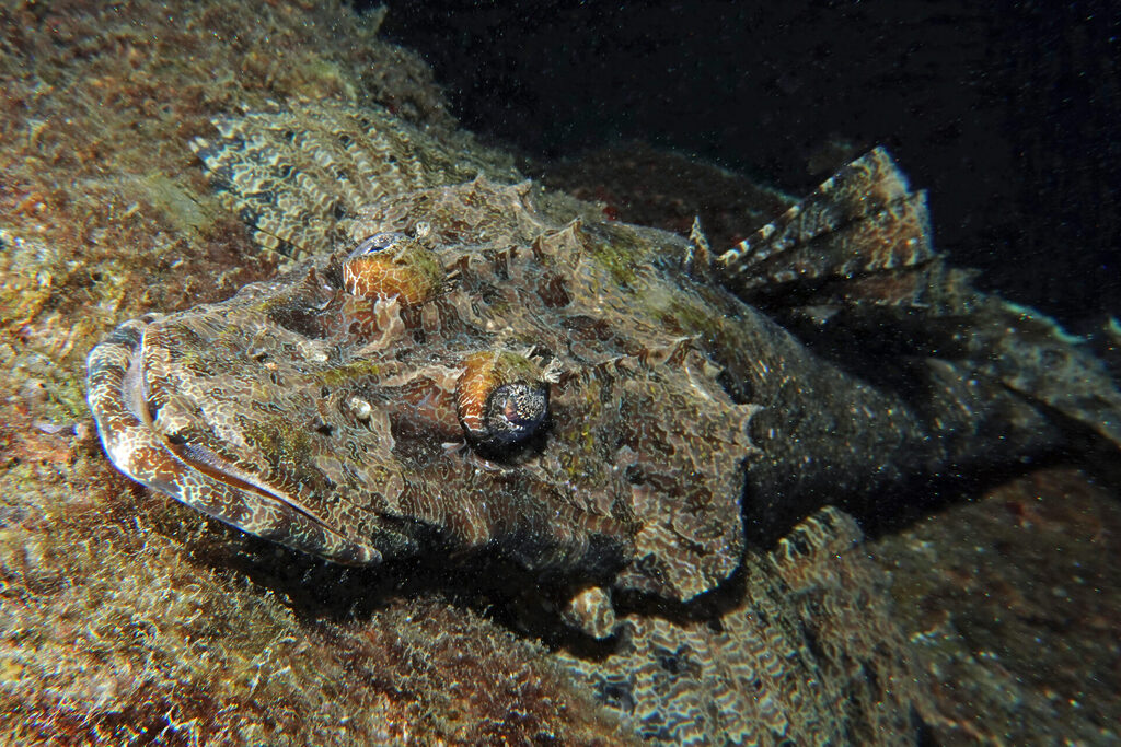 White-Sands_Lembeh_Sulawesi_dsc03220