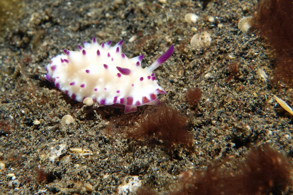 White-Sands_Lembeh_Sulawesi_dsc03224