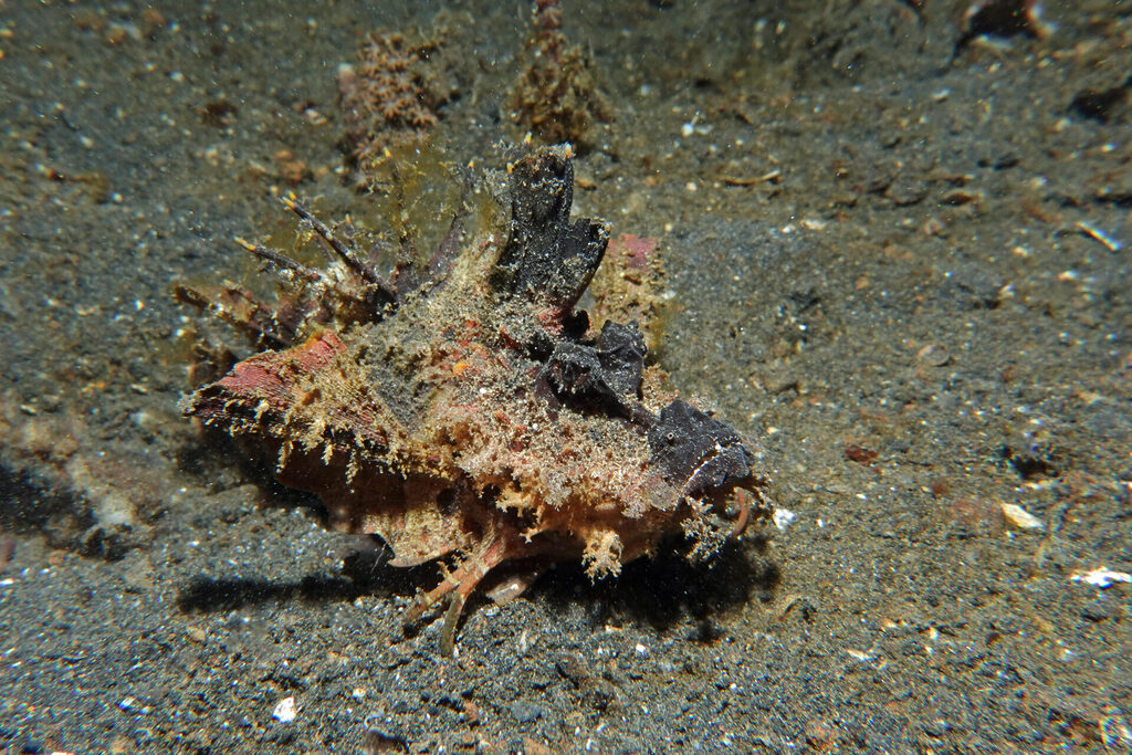 White-Sands_Lembeh_Sulawesi_dsc03227