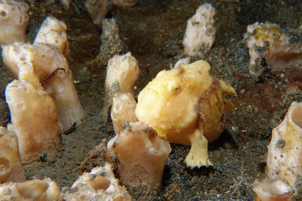 White-Sands_Lembeh_Sulawesi_dsc03228