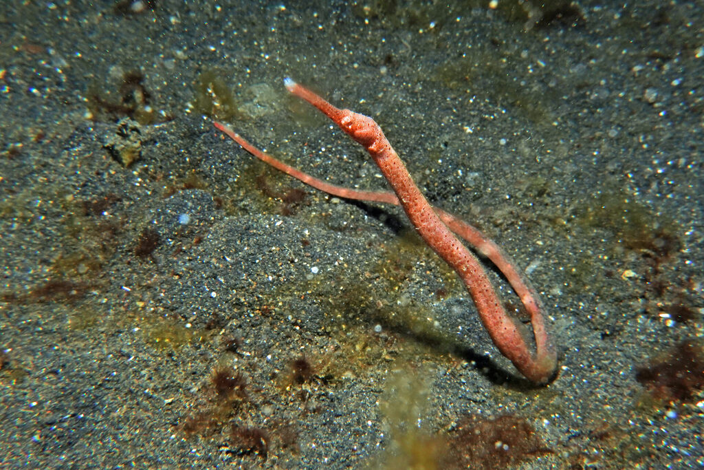 White-Sands_Lembeh_Sulawesi_dsc03230