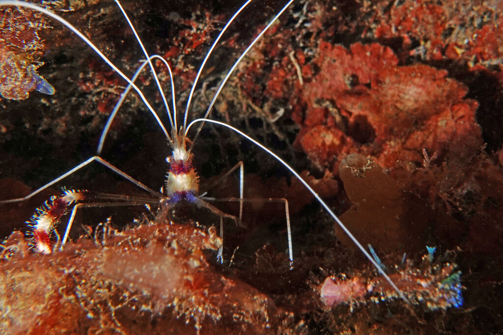 White-Sands_Lembeh_Sulawesi_dsc03237
