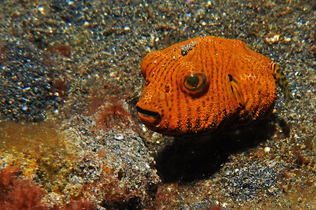 White-Sands_Lembeh_Sulawesi_dsc03242