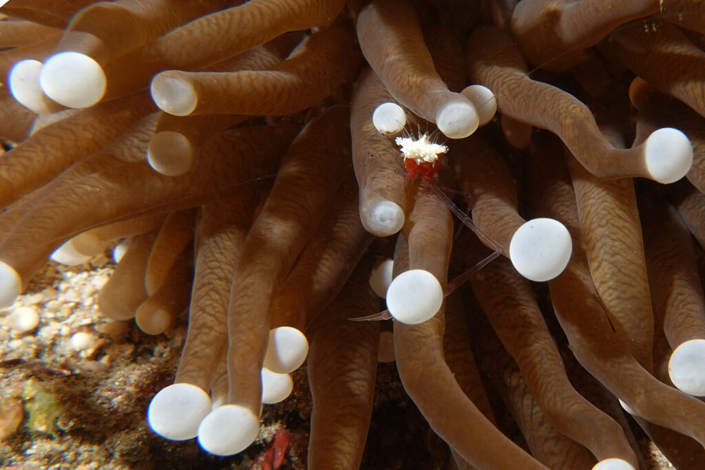 White-Sands_Lembeh_Sulawesi_dsc03260