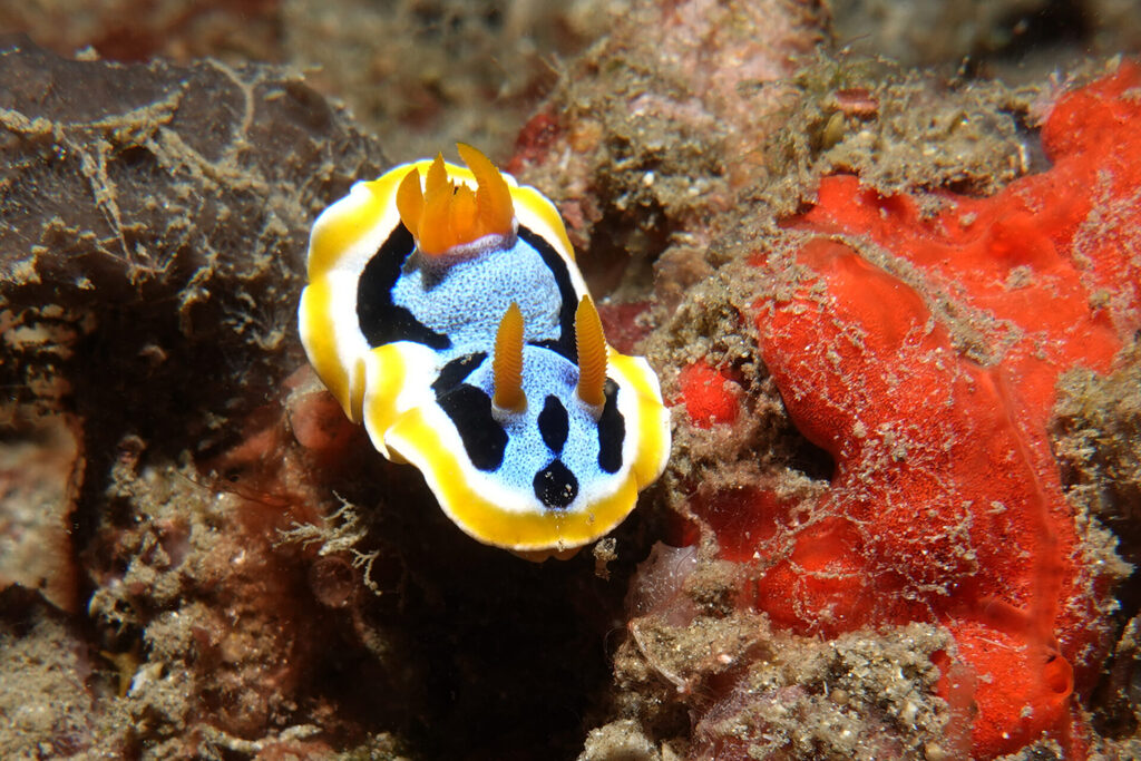 White-Sands_Lembeh_Sulawesi_dsc03262