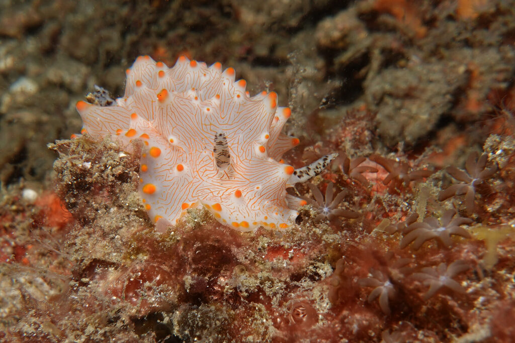 White-Sands_Lembeh_Sulawesi_dsc03266