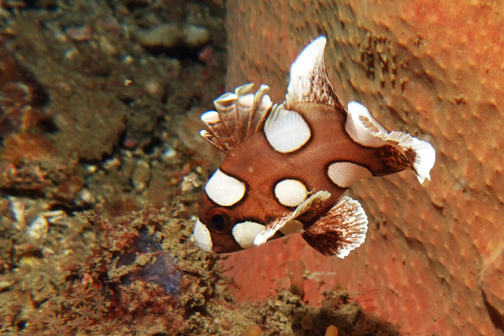 White-Sands_Lembeh_Sulawesi_dsc03270