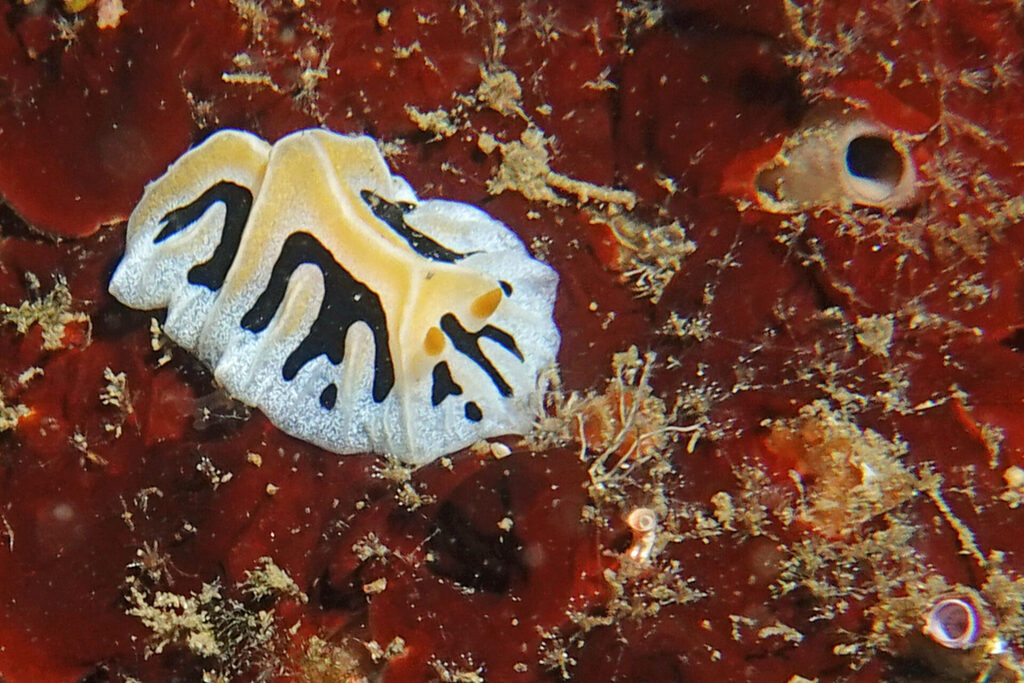White-Sands_Lembeh_Sulawesi_dsc03271
