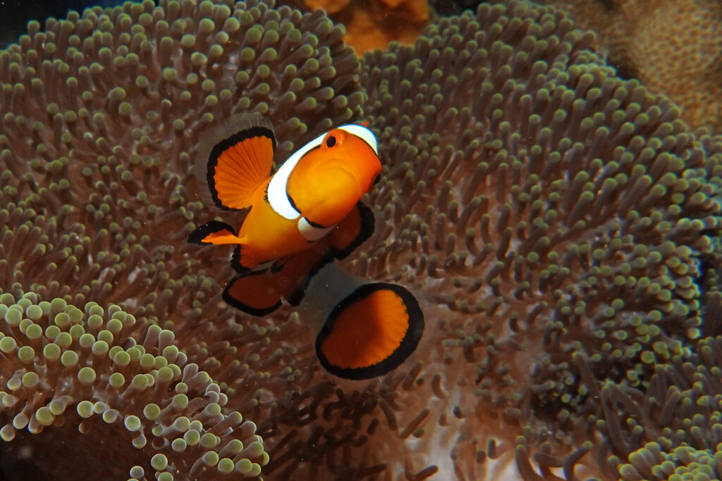 Ein Anemonenfisch (Clownfisch) beim Tauchen in Lembeh