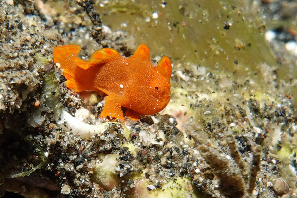 White-Sands_Lembeh_Sulawesi_dsc03280
