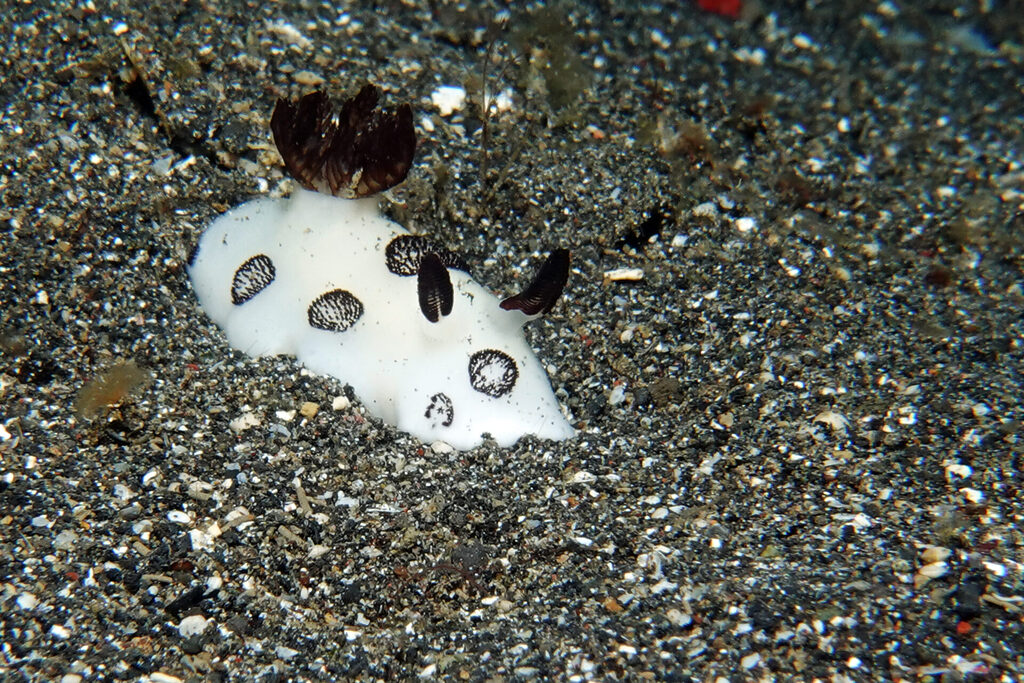 White-Sands_Lembeh_Sulawesi_dsc03282