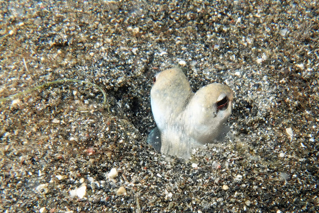 White-Sands_Lembeh_Sulawesi_dsc03284