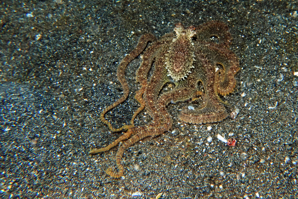 White-Sands_Lembeh_Sulawesi_dsc03285