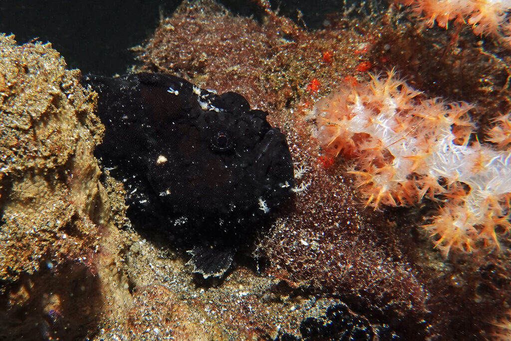White-Sands_Lembeh_Sulawesi_dsc03291