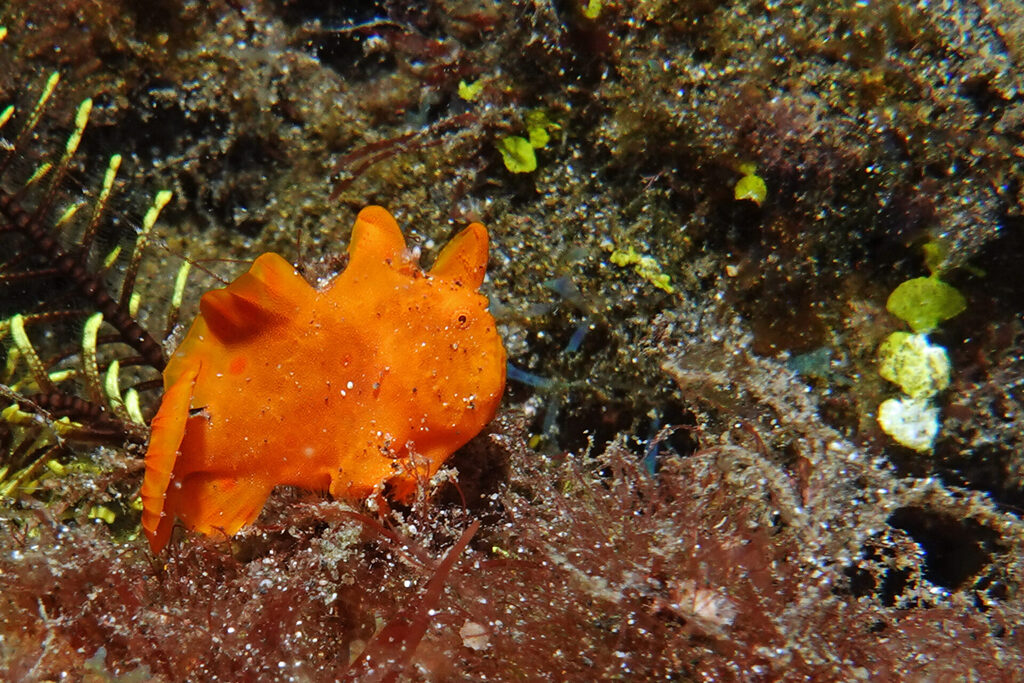 Anglerfische (frogfish) beim Much-Diving in der Lembeh Strait