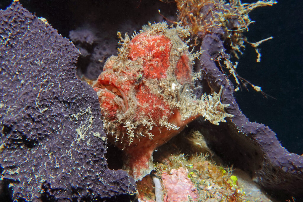 Anglerfische (frogfish) beim Much-Diving in der Lembeh Strait