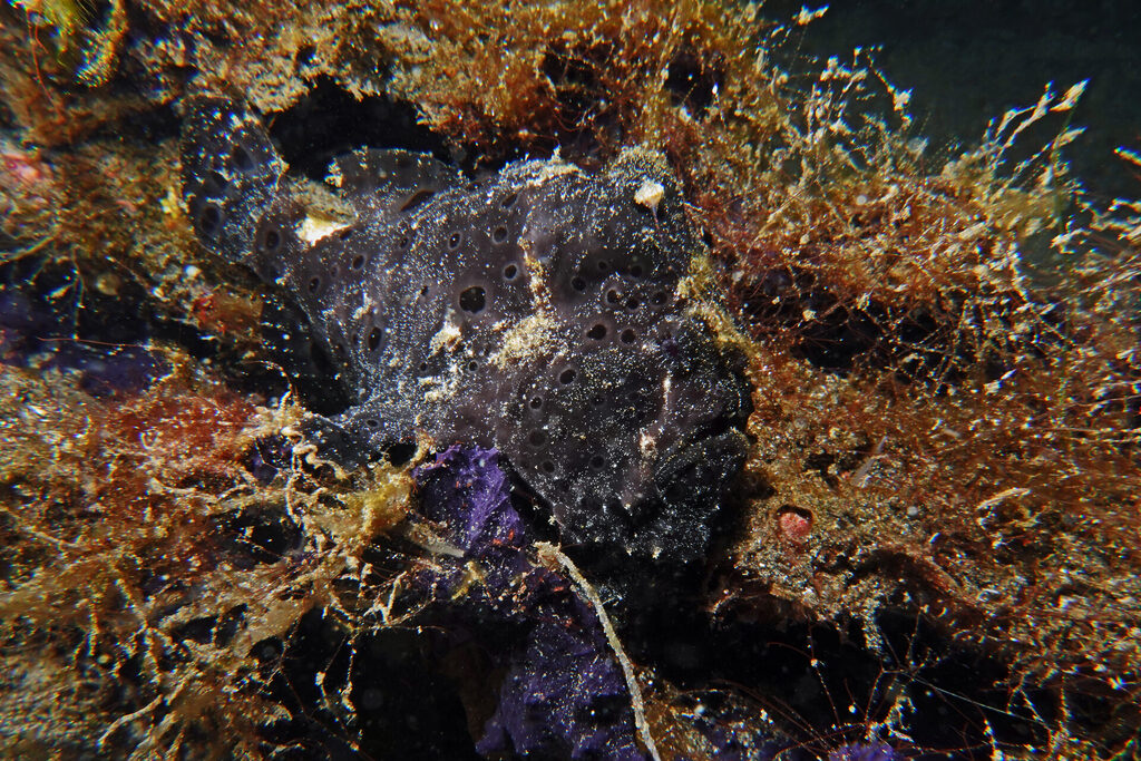 White-Sands_Lembeh_Sulawesi_dsc03306